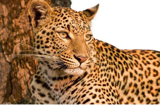African Wildlife Leopard