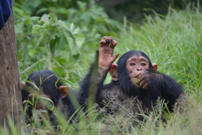 Chimpanzee in Kibale