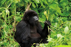 Rwanda Gorilla Photo Tours