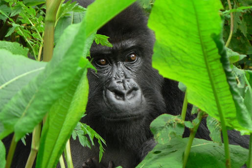 Gorilla Photo Tours in Uganda