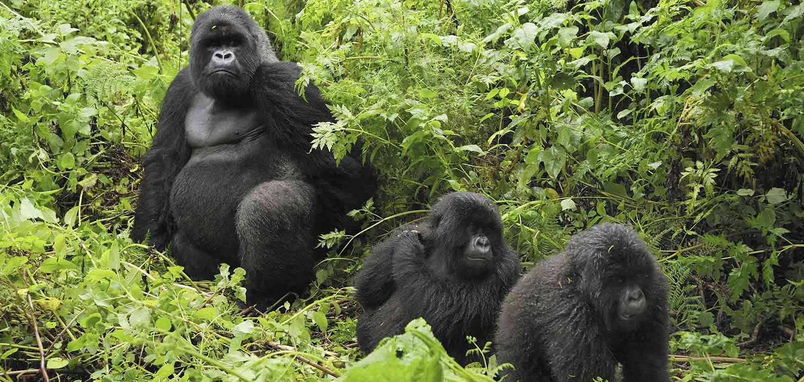 Mountain Gorillas