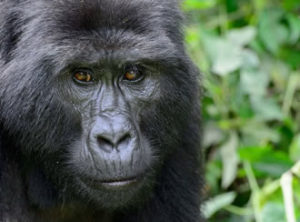 Gorilla Tracking Safaris