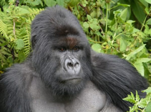 Gorilla Trekking Safaris in Uganda,Rwanda and Congo