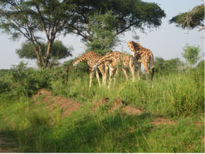 Wild life Photo Safaris in Uganda