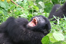 gorilla trekking safaris