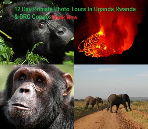 Primate Photo Tours and Gorilla trekking in Uganda,Rwanda and Congo