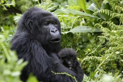 Mountain Gorillas in Congo