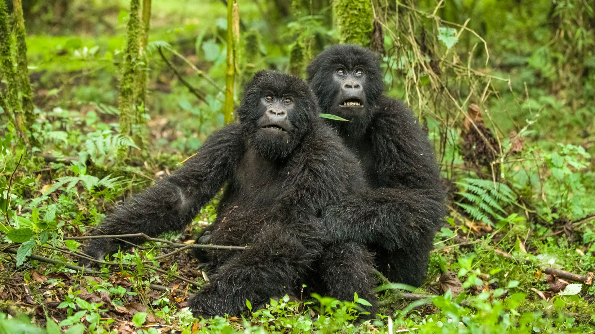 Rwanda Mountain Gorillas