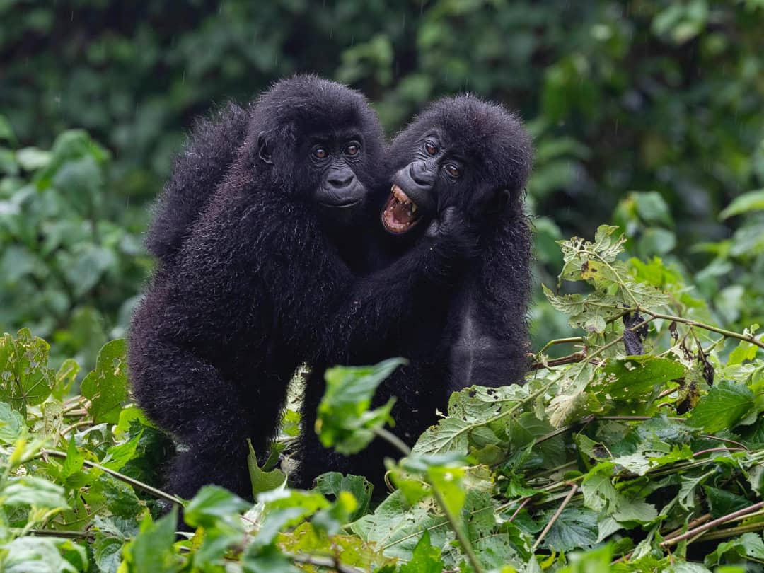 Gorilla Trekking in Congo